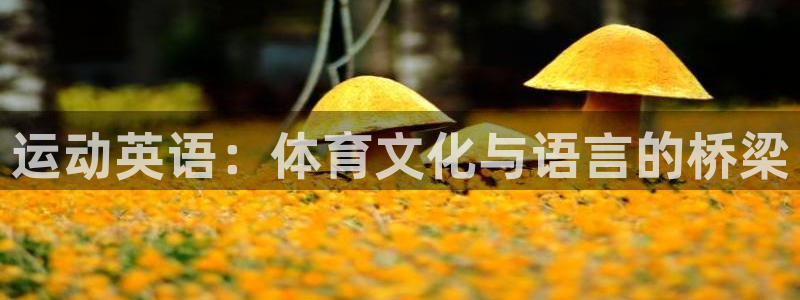 球王会体育